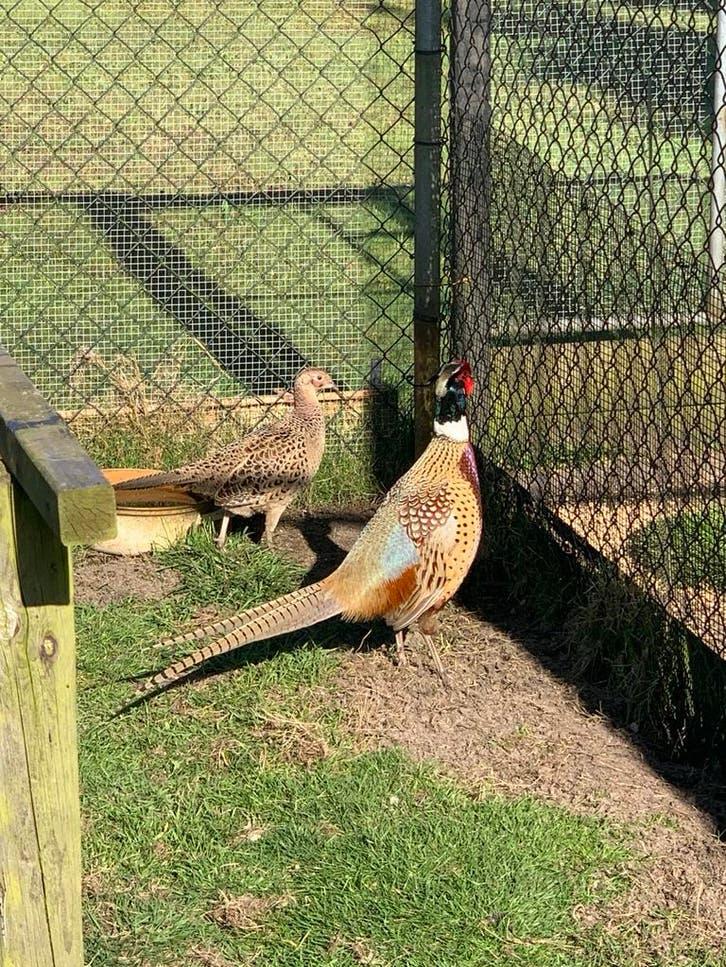 Bosfazant kuikens, Dieren en Toebehoren, Pluimvee, Geslacht onbekend, Overige soorten