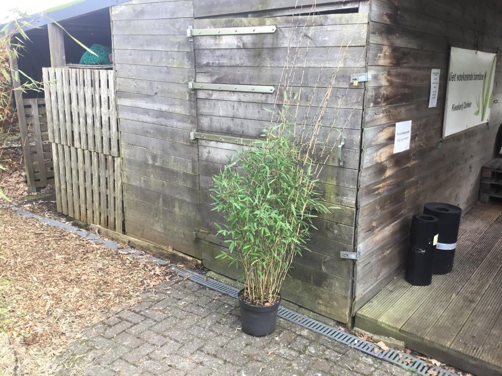 Fargesia Nitida Pillar, niet woekerende bamboe!!!, Vaste plant, Bloeit niet, Halfschaduw, Ophalen