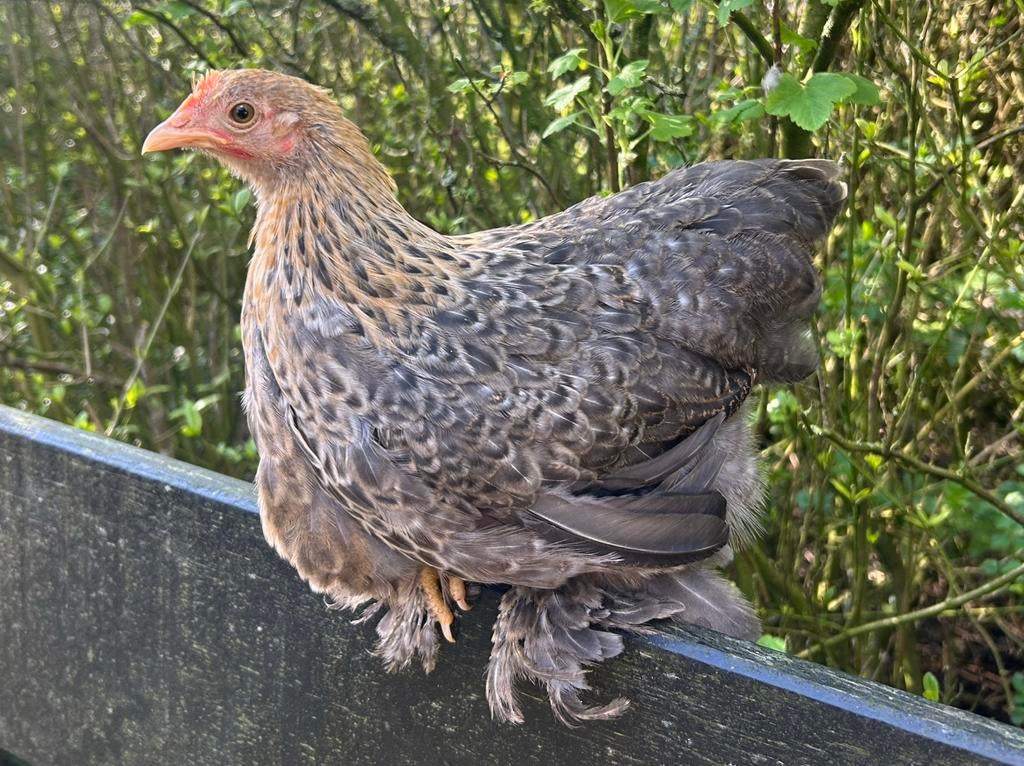 Cochin kriel duo, Dieren en Toebehoren, Pluimvee, Meerdere dieren, Kip