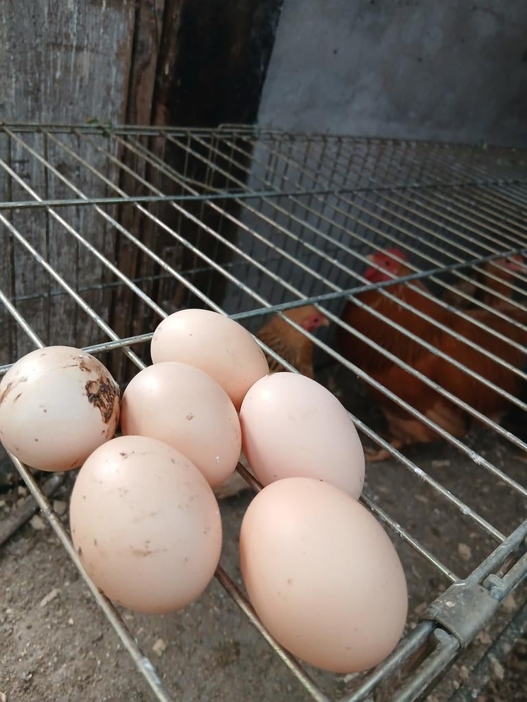 Broed eieren, Dieren en Toebehoren, Geslacht onbekend, Kip
