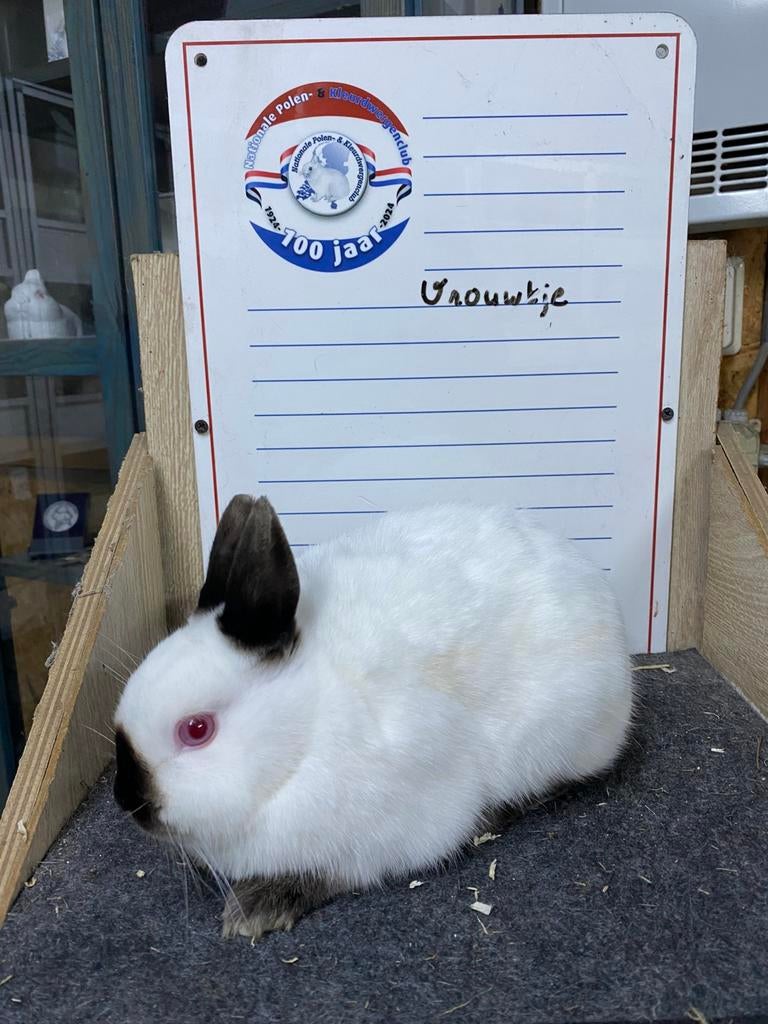 Jonge dwergkonijnen handtam, Dieren en Toebehoren, Konijnen, Mannelijk, Dwerg