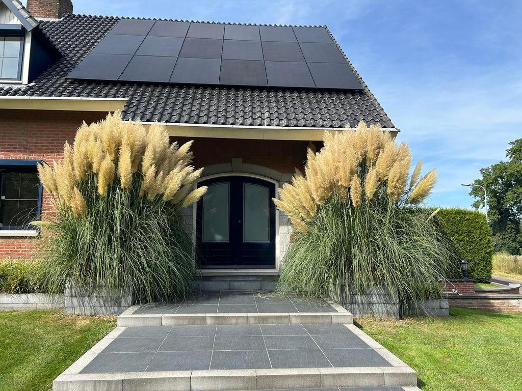 Pampas pluimen per 100 of 50 stuks, Tuin en Terras, Volle zon, Vaste plant, Siergrassen, Ophalen of Verzenden
