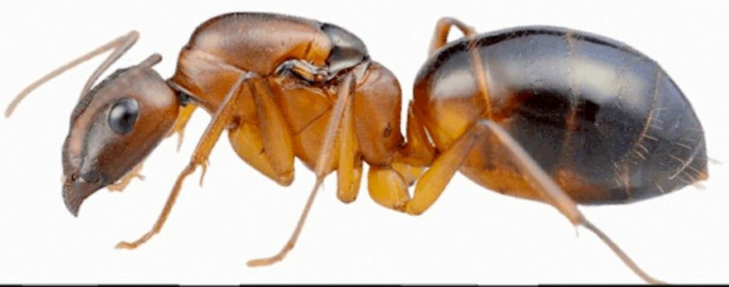 Mieren kolonies en koninginnen, Dieren en Toebehoren, Insecten en Spinnen, Mieren