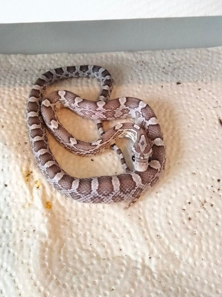 0.1 Pantherophis Guttatus - Anery Ghost Corn Snake - female for sale from Norah Murray