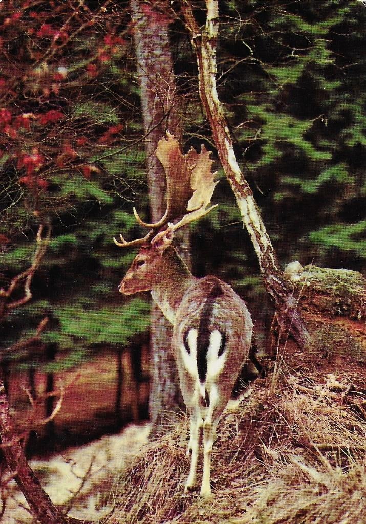 B89 ongelopen ansichtkaart Damhert, Verzenden, 1980 tot heden, Ongelopen