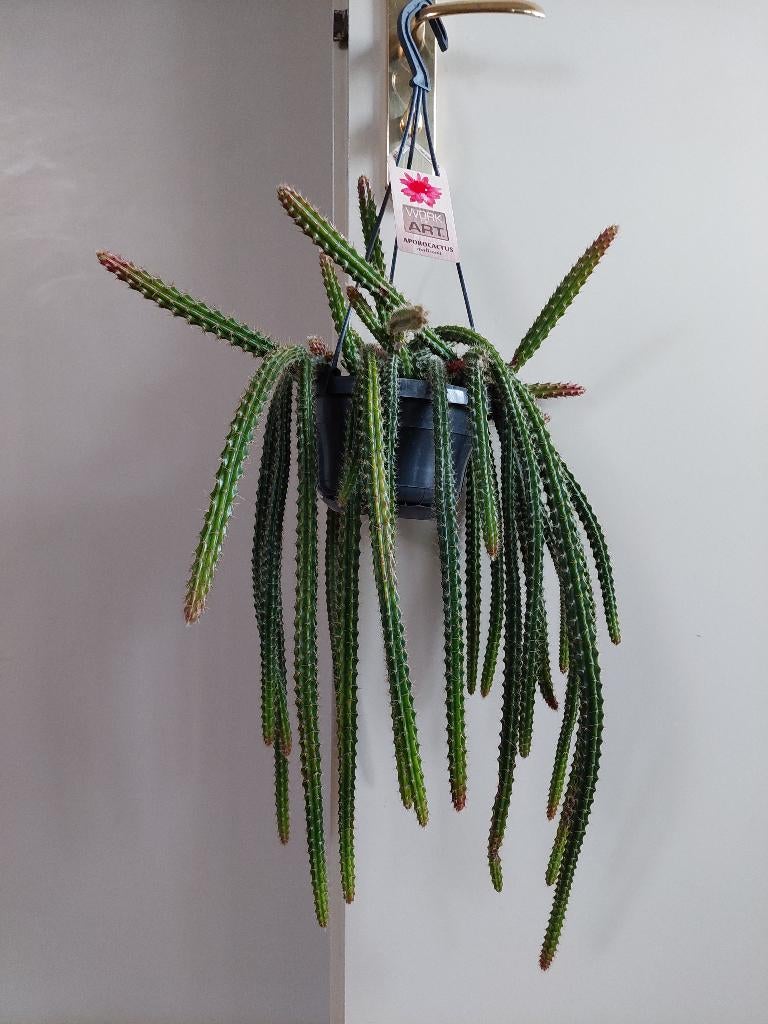 Disocactus x Mallisonii - Staartcactus / Slangencactus, Ophalen, Cactus, Minder dan 100 cm, Volle zon