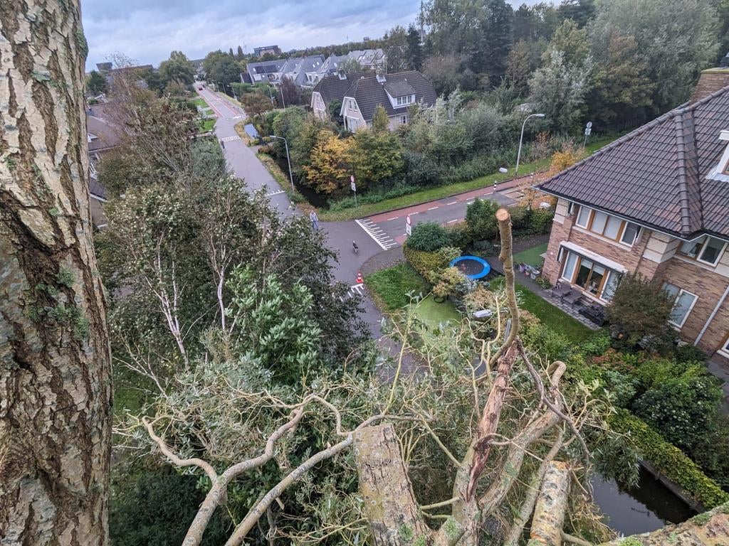 Bomen snoeien, verwijderen, afvoeren, Ophalen