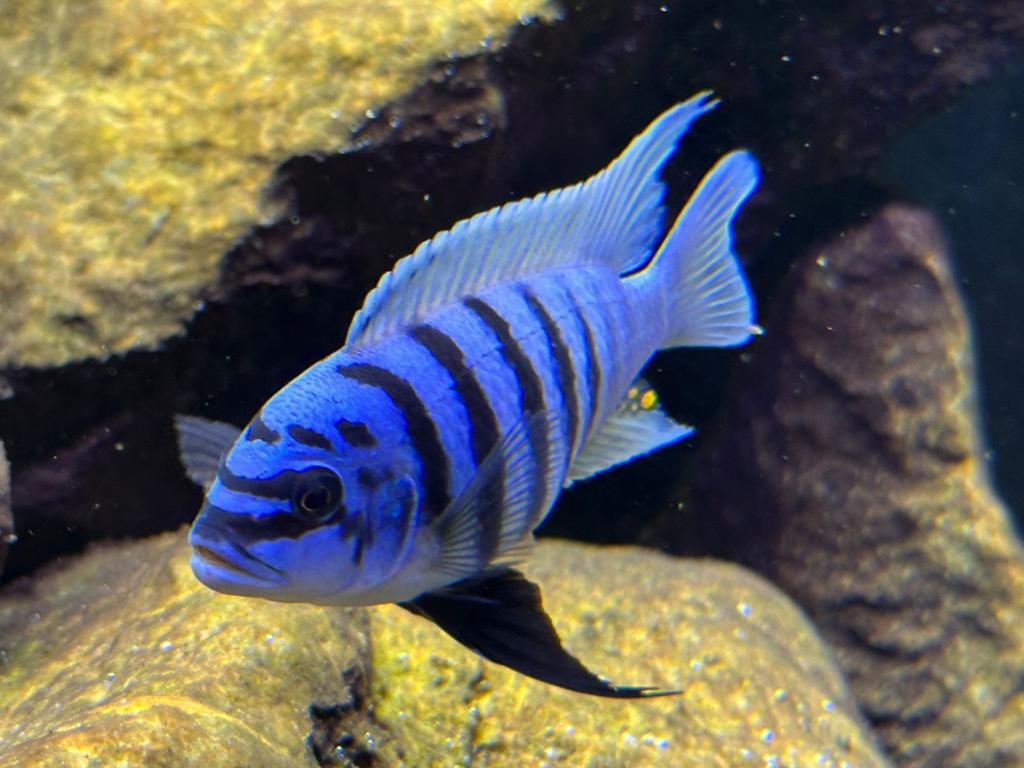 Metriaclima Fainzilberi Maisoni reef ( fotos kweekdieren), Vis