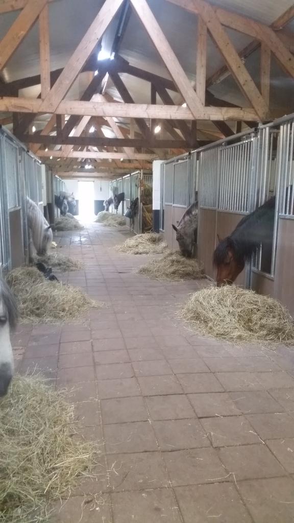 Paardenbox, Dieren en Toebehoren, Stalling en Weidegang, Stalling