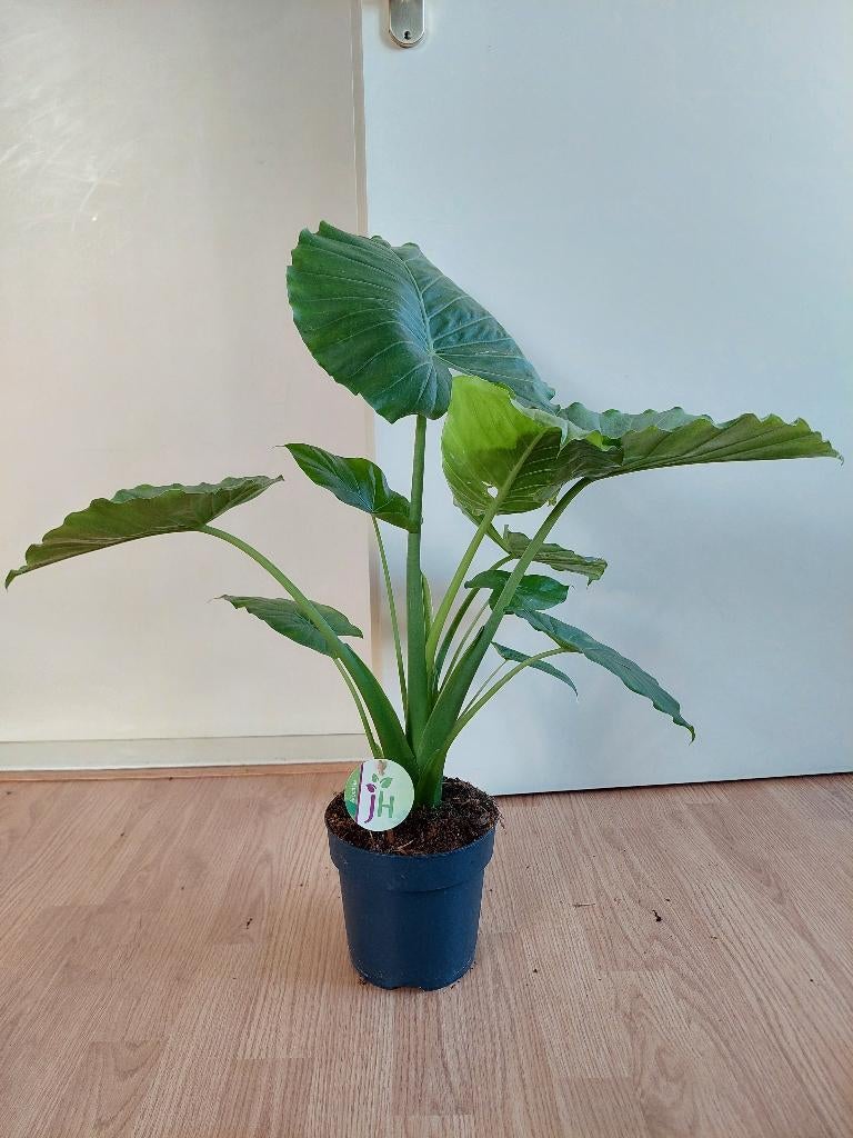 Alocasia Macrorrhiza - Olifantsoor / Reuzentaro H: 72 cm., Huis en Inrichting, Kamerplanten, Ophalen, Overige soorten, Halfschaduw