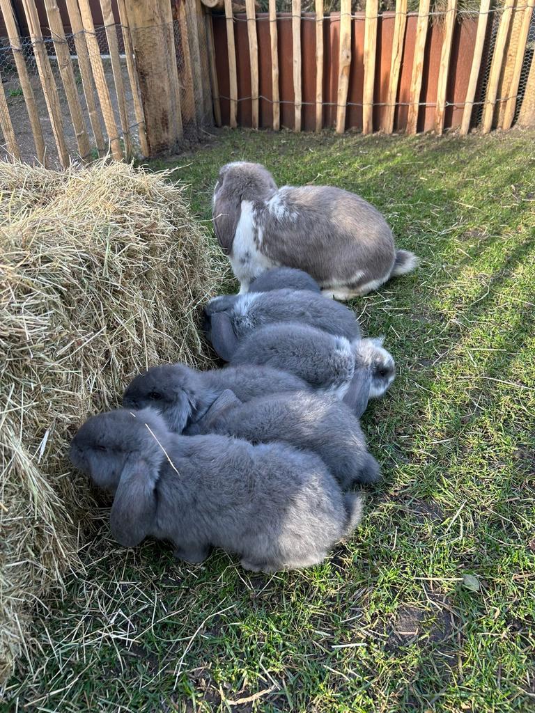 Jonge franse hangoor konijnen, Dieren en Toebehoren, Konijnen, Meerdere dieren, Groot, Hangoor
