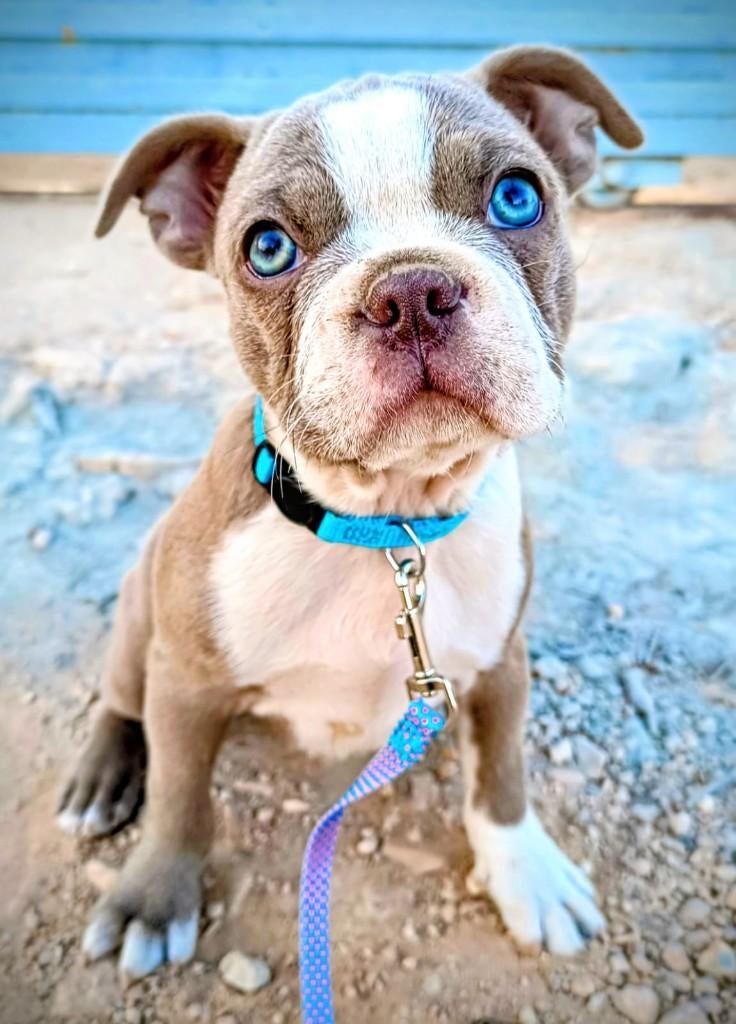 Boston Terriër puppy, Parvo, Particulier, 15 weken tot 1 jaar, Overige rassen