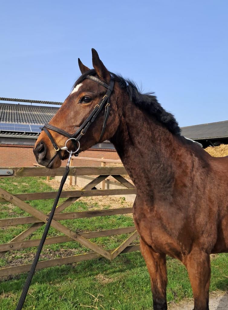 Super lieve merrie te koop., Dieren en Toebehoren, Merrie, Dressuurpaard, 3 tot 6 jaar, 160 tot 165 cm