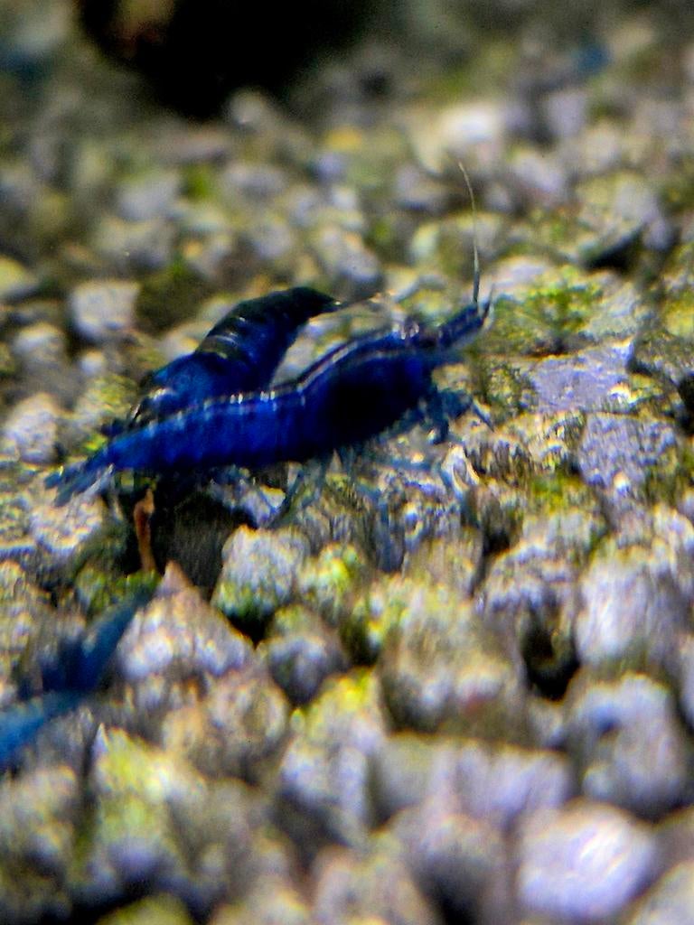 Garnalen, Kreeft, Krab of Garnaal