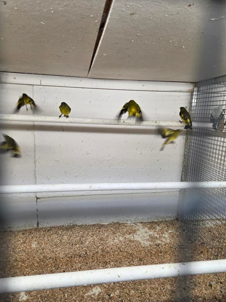 Vele vogels, Meerdere dieren