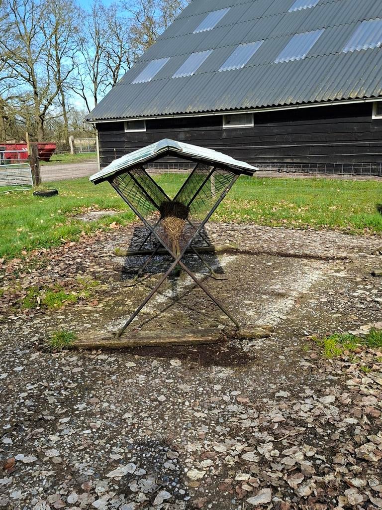 Schapen voerruif, Vrouwelijk, Schaap