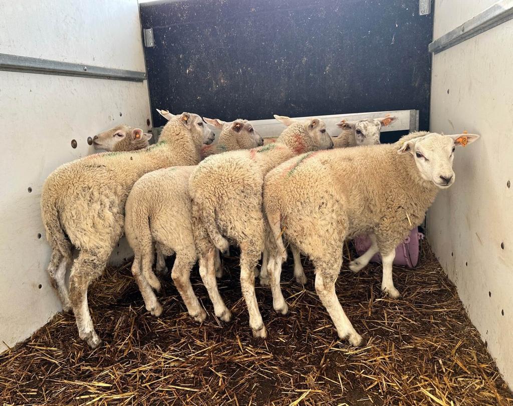 Te Koop Gevraagd Lammeren Ram.., Dieren en Toebehoren, Mannelijk, Schaap