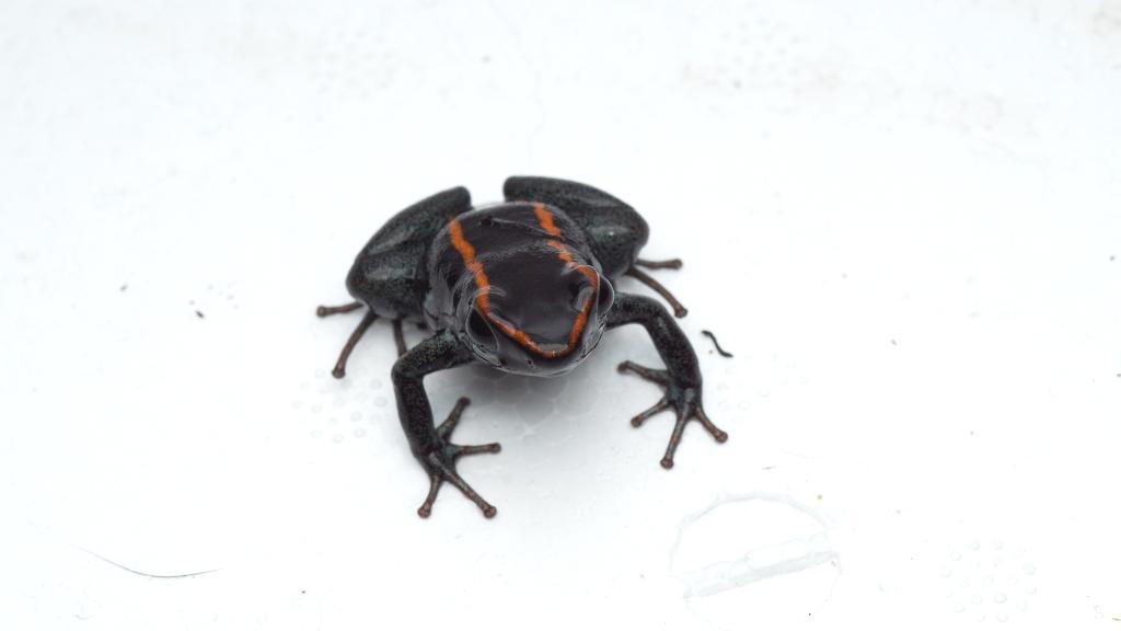 Phyllobates vittatus nog 6 adults & 6 larven, Dieren en Toebehoren, Reptielen en Amfibieën, 0 tot 2 jaar