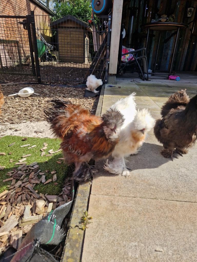 Gratis: jonge USA zijdehoen haan, Dieren en Toebehoren, Pluimvee, Mannelijk, Kip