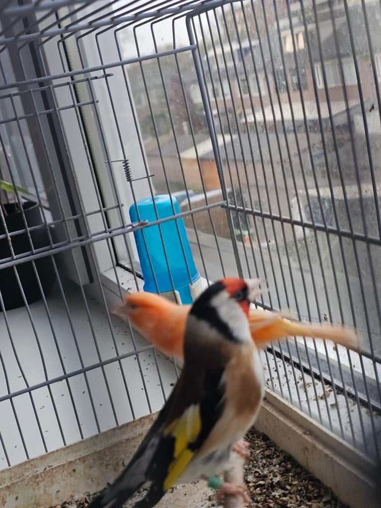 Majoor putter mannen, Dieren en Toebehoren, Vogels | Overige Vogels, Mannelijk, Wildzangvogel