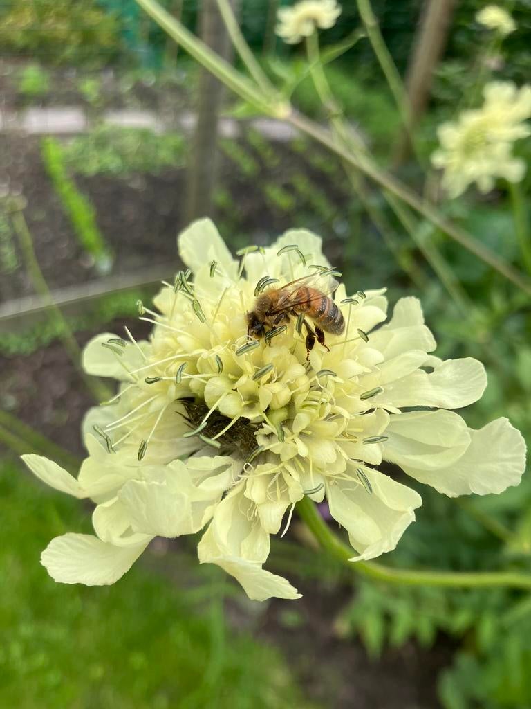 Bloemenzaden ‘reuzen’ Scabiosa., Ophalen of Verzenden, Zaad