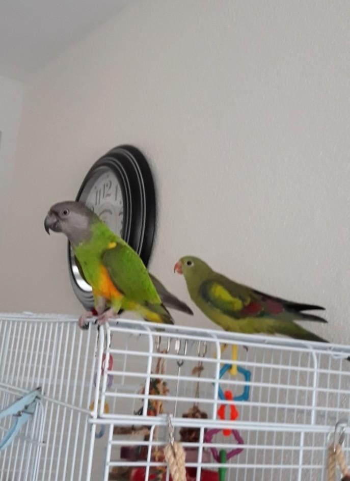 Vakantie oppas voor vogels aangeboden, Ophalen