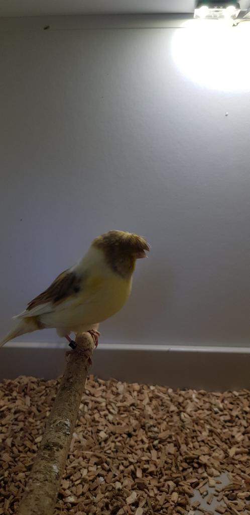 Koppel gloster kanaries, Dieren en Toebehoren, Vogels | Kanaries, Meerdere dieren, Postuurkanarie