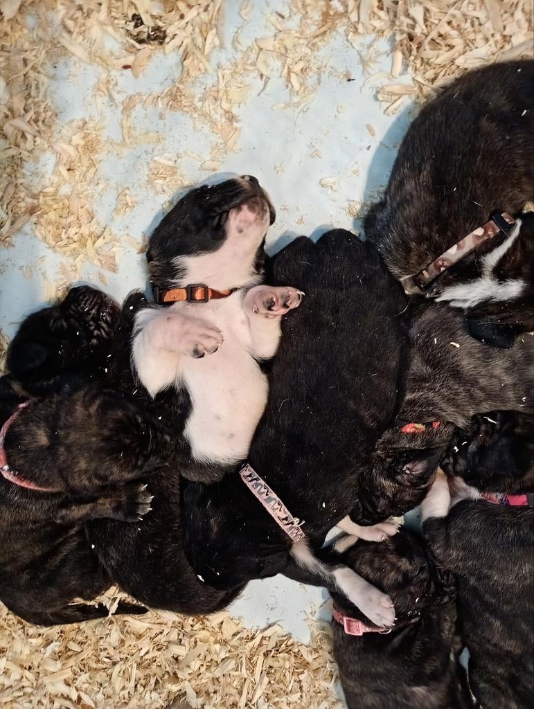 Top Gun Presa Canario heeft niuewe pups!, Particulier, Overige rassen, 8 tot 15 weken, Buitenland