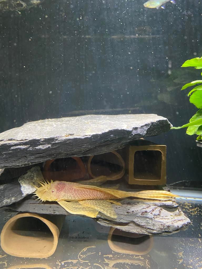 L144 Ancistrus albino longfin kweekkoppel, Dieren en Toebehoren, Vissen | Aquariumvissen, Vis, Zoetwatervis