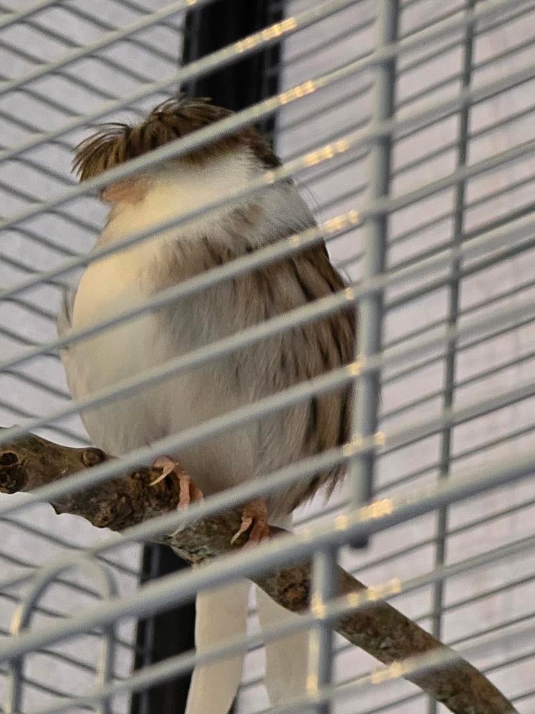 Gloster Crested Canary, Dieren en Toebehoren, Vrouwelijk