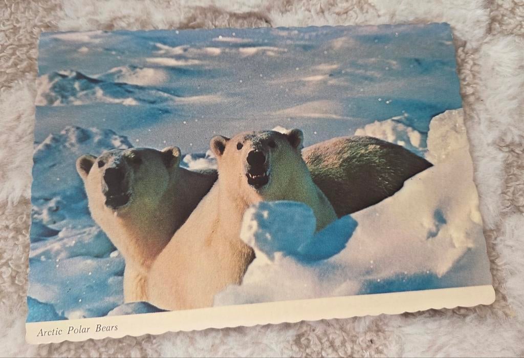 Twee ijsberen, Verzenden, Gelopen, Wild dier