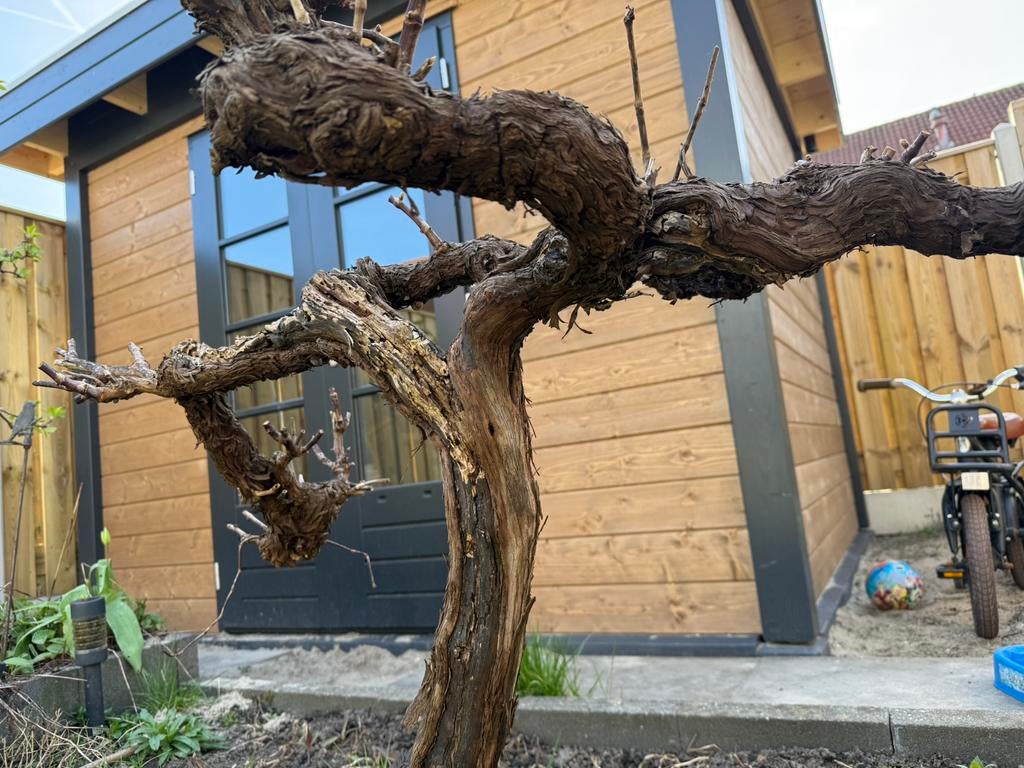 Druivenstruik, Ophalen of Verzenden, Minder dan 100 cm, Overige soorten, Zomer