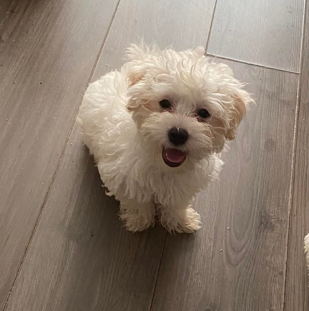 Maltipoo pups, Parvo, Overige rassen, 8 tot 15 weken, Meerdere