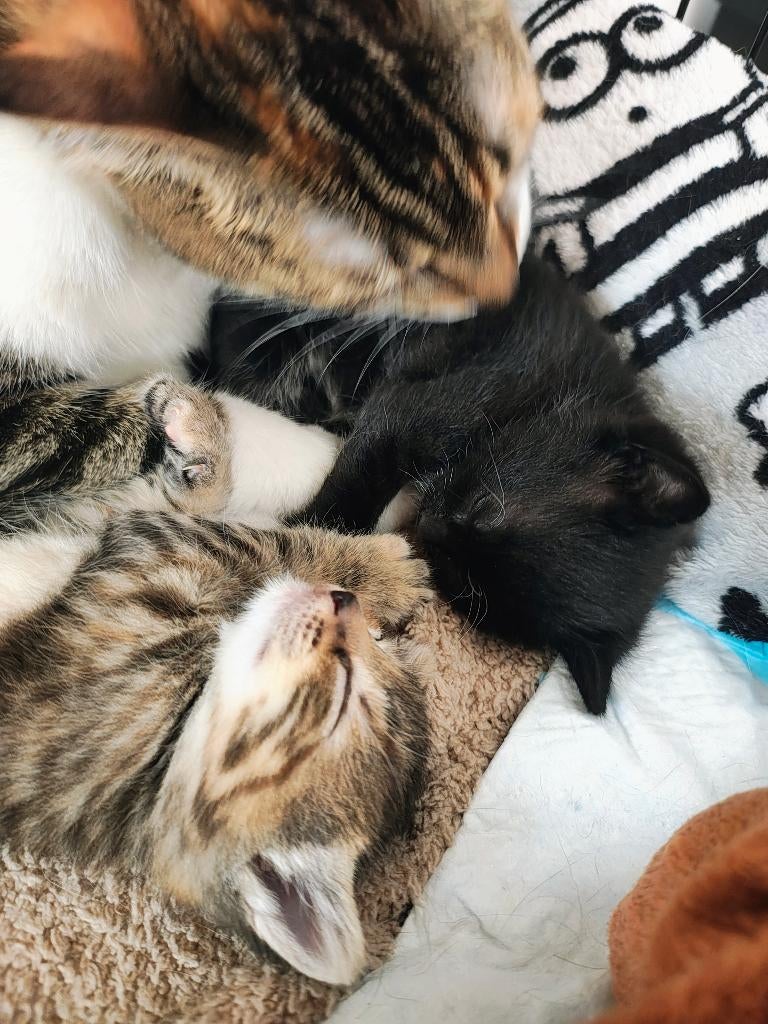Kalikó babys RESERVED, Dieren en Toebehoren, Katten en Kittens | Raskatten | Korthaar, Geslacht onbekend, 0 tot 2 jaar, Ontwormd