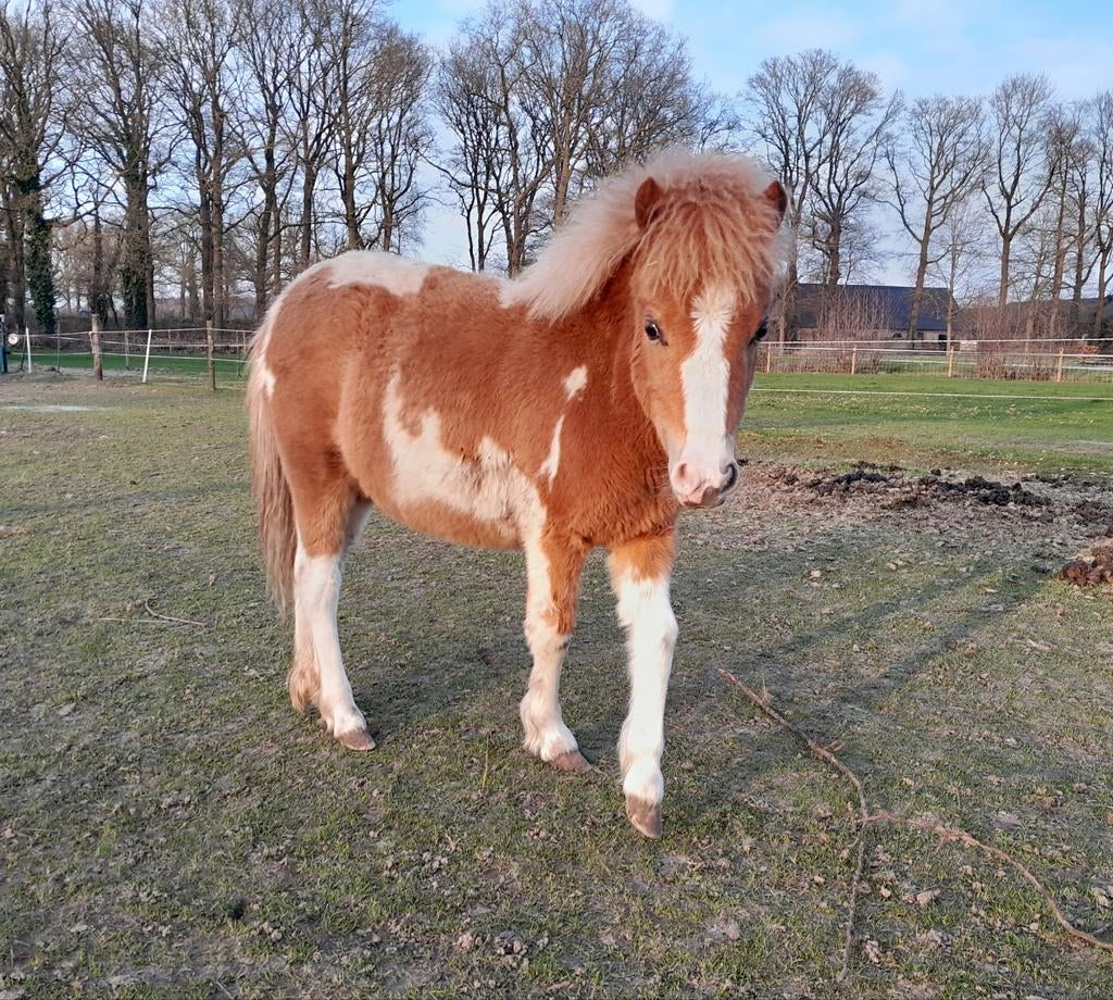 Vosbonte NMPRS jaarling merrie met fantastische stamboom, Dieren en Toebehoren, Pony's, Merrie, 0 tot 2 jaar