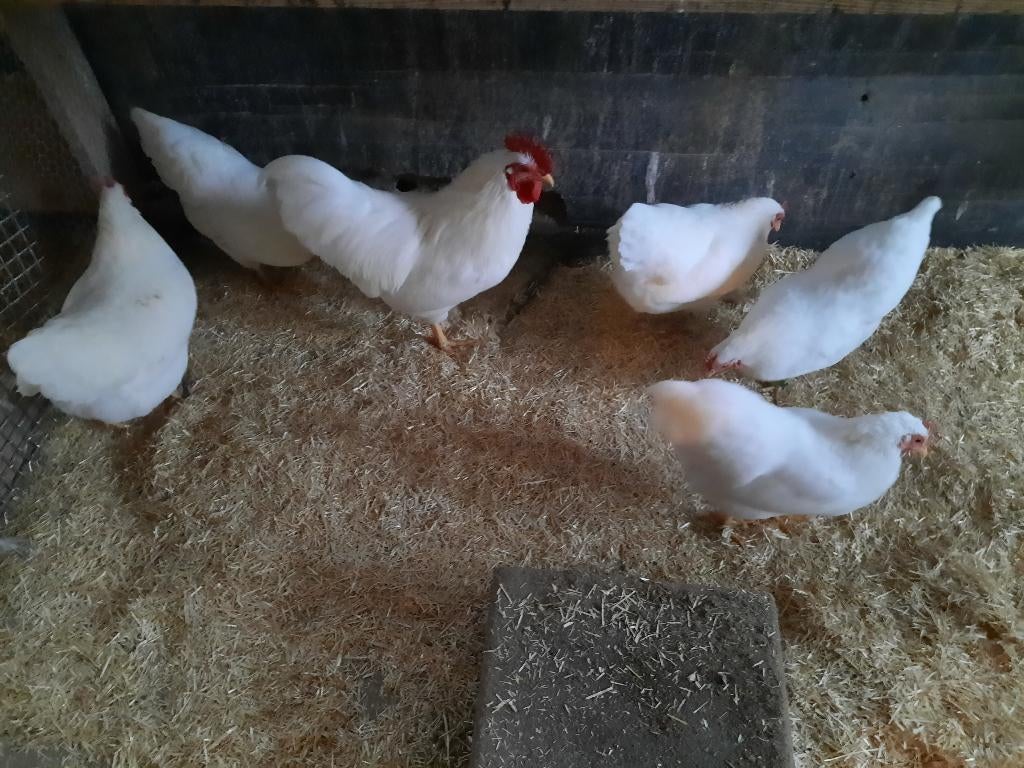 Leuke toom jonge witte Plymouth Rock krielen., Meerdere dieren, Kip