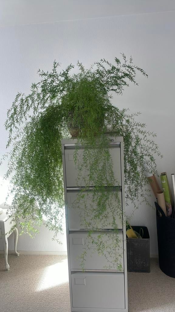 Grote, weelderige Asparagus plant, Ophalen, 100 tot 150 cm, Overige soorten, Halfschaduw