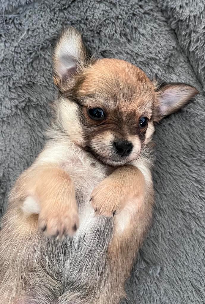 Chihuahua hondjes voor 5 sterren huisje, 8 tot 15 weken, Parvo, Meerdere, Meerdere dieren