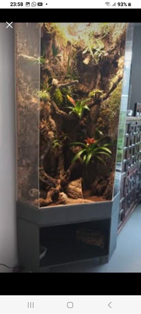 Terrarium/ Air plant trend, Dieren en Toebehoren, Reptielen en Amfibieën | Toebehoren, Ophalen, Gebruikt, Terrarium of Paludarium