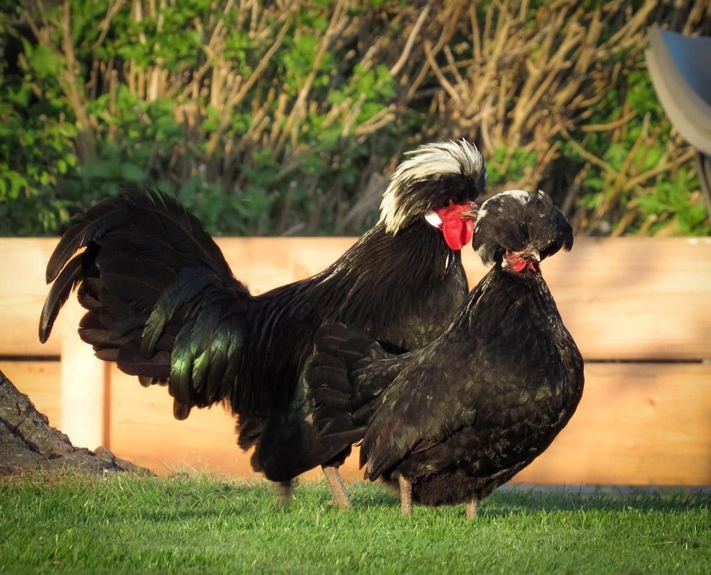 Te koop: hollandse kuifhoen broedeieren!, Dieren en Toebehoren, Geslacht onbekend, Kip