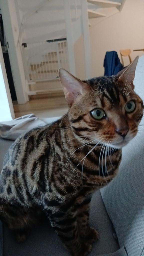 Knappe Bengaal raskat kater gechipt +passport, Dieren en Toebehoren, Katten en Kittens | Raskatten | Korthaar, Kater, Gechipt