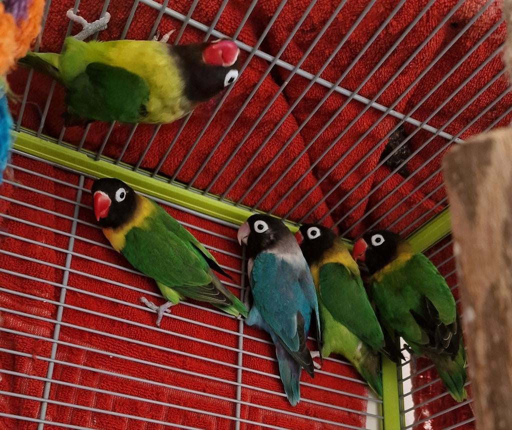 Agaornis personata & fisheri, Dieren en Toebehoren, Meerdere dieren, Dwergpapegaai of Agapornis, Tam