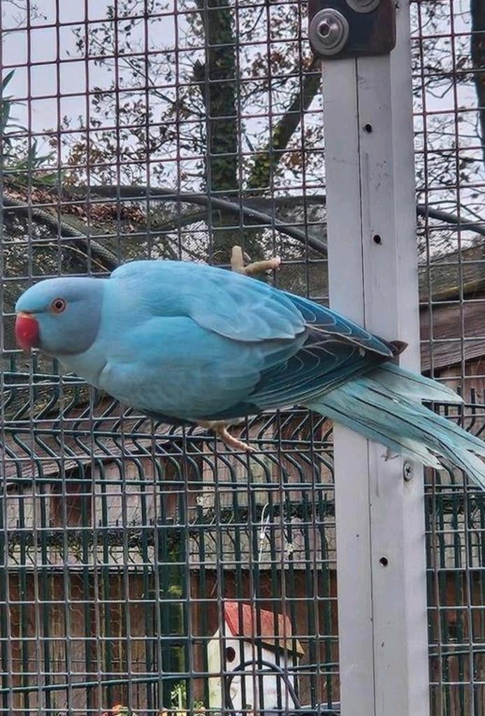 Blauwe opaline / witkopwistaart halsbandparkiet, Dieren en Toebehoren, Vogels | Parkieten en Papegaaien, Vrouwelijk, Parkiet, Geringd