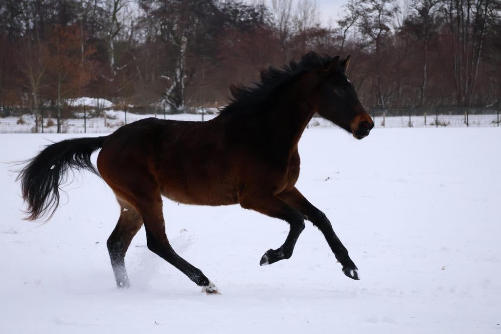 Recreatieve pensionstal en paardenrusthuis in Eindhoven, Weidegang