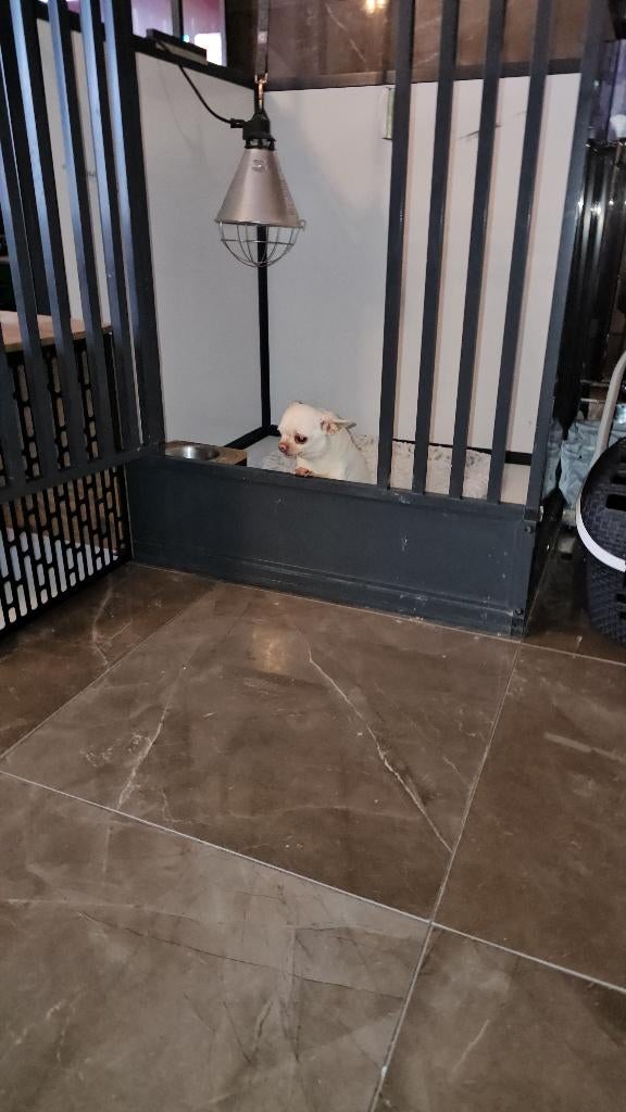 Prachtige raszuivere Mini Chihuahua Reu – Met Stamboom, Parvo, Reu, Eén hond, Chihuahua