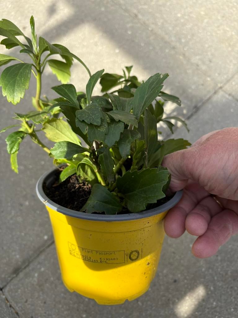 Pachysandra, Ophalen of Verzenden, Halfschaduw