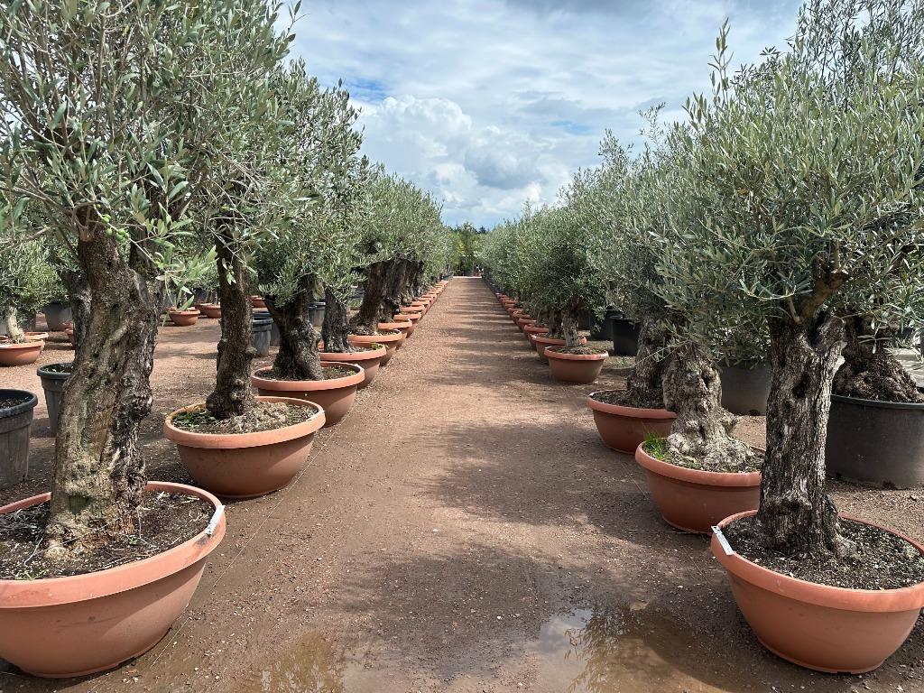 Olijfboom, Palmboom, Yucca rostrata, Vijgenboom, Leiboom,