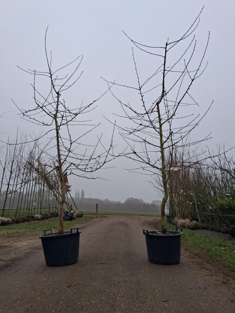 Prunus Avium Regina, laagstam oudere kersen boom!, Ophalen of Verzenden