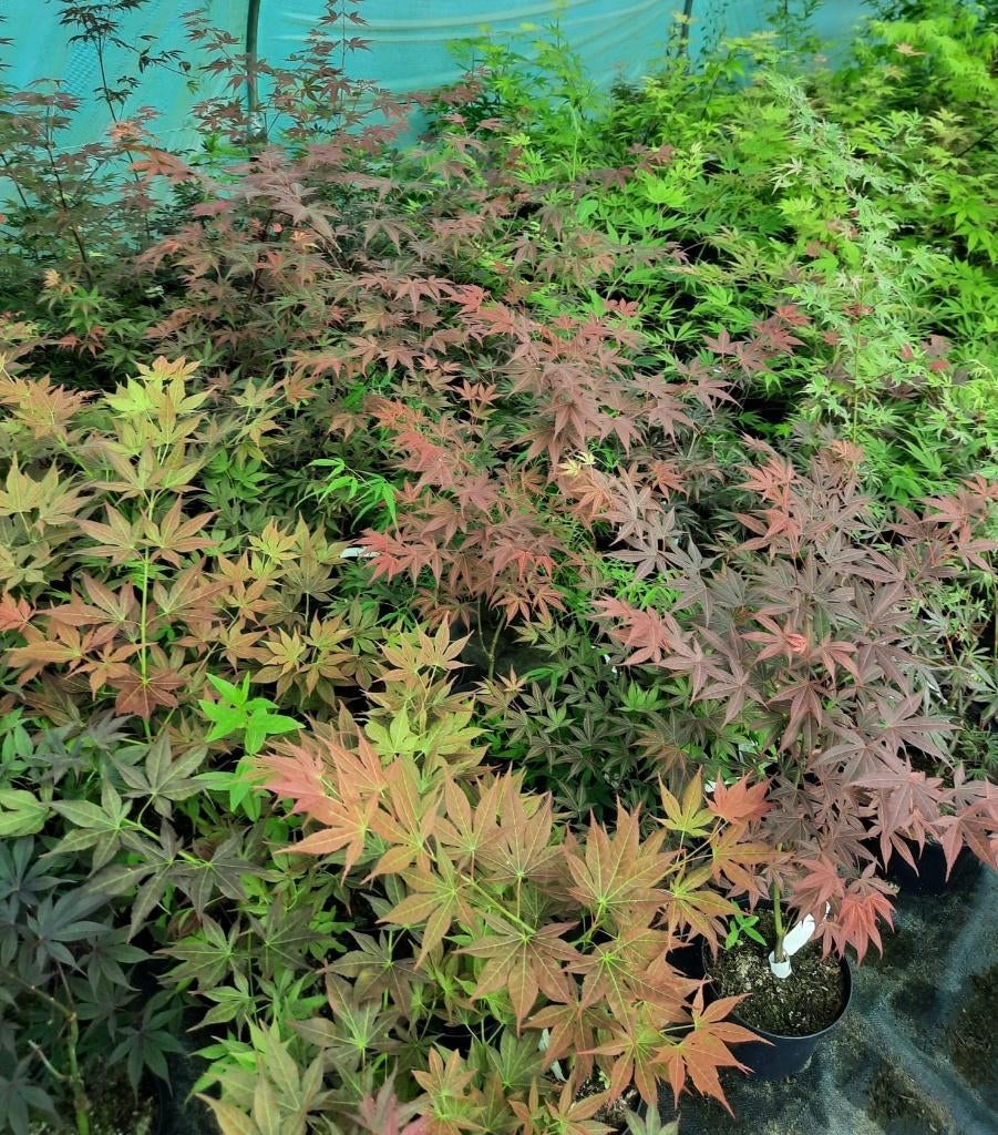 Acer palmatum Japanse Esdoorn, Tuin en Terras, Planten | Bomen, Bloeit niet, Halfschaduw, Overige soorten, Minder dan 100 cm