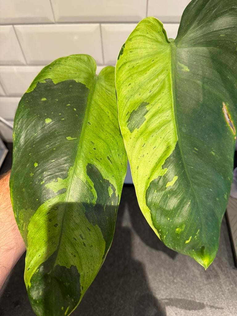 Philodendron Jose Buono - groeiende stek en mooie variegata, Ophalen of Verzenden, Halfschaduw, Minder dan 100 cm